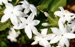 Loại cây giúp khu vườn thơm ngát suốt hè: Ai cũng nên trồng vì quá dễ chăm!