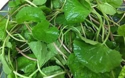 Nước rau má có tác dụng gì?