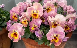 5 loài hoa nở 200 ngày mỗi năm, không biết mệt là gì: Đẹp hơn hoa hồng, thơm hơn mộc hương, chăm cực dễ