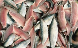 10 loại cá bình dân nhưng bổ ngang cá hồi, ra chợ là mua được