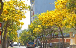 Hoa phong linh "nhuộm vàng" Vũng Tàu, du khách rộn ràng check-in