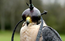 Loài chim đắt đỏ bậc nhất thế giới giá nửa tỷ/con, đi máy bay như “quý tộc”