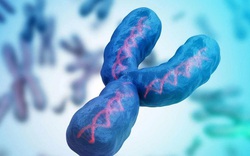 Nam giới đang mất dần nhiễm sắc thể Y