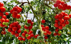 Loại quả là "tường lửa chống 6 loại ung thư": Thủ phủ Lâm Đồng trồng nhiều nhất cả nước, giá rẻ quanh năm, chợ nào cũng có