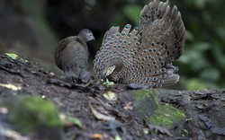 "Báu vật sống" ở khu rừng lớn nhất Nghệ An: Quý như vàng, đẹp như chim công