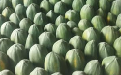 Loại quả "tốt nhất thế giới", ở Việt Nam hễ ra chợ là thấy