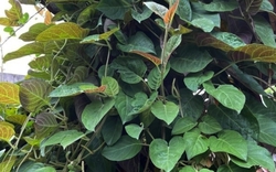 Loại lá mọc dại khắp nơi, được xem là ‘bảo bối’ cho hệ tiêu hóa