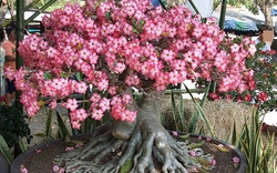 Ông bà dặn kỹ: 7 loại cây tuyệt đối đừng trồng trong nhà, đẹp mấy cũng xui rủi, cả nhà khó an yên