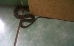 5 dấu hiệu cảnh báo rắn xuất hiện trong nhà, chớ vội mà bỏ qua