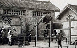 Sở thú lâu đời nhất Việt Nam bất ngờ “hẹn” khách vào 9h sáng Chủ nhật tuần này