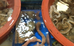 Cố chấp ăn đặc sản giun sống ở Hàn Quốc, khách Việt rùng mình dù chỉ mới ăn 1 miếng