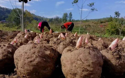 Loại củ dại “độc toàn thân”, người Việt không ai ngó trời Tây bán "hái ra tiền"
