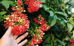 Top 10 loài hoa thơm bậc nhất thế giới, số 1 được trồng khắp Việt Nam