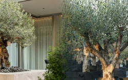 Giới nhà giàu đang mê mệt loại cây này: Không chỉ đẹp mà còn hút lộc, giá nhỉnh... sương sương vài tỷ đồng!