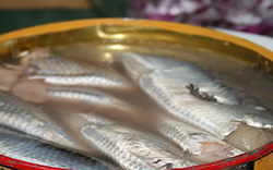 Việt Nam sở hữu loại cá "tốt nhất thế giới", giá bình dân, ngoài chợ bán đầy