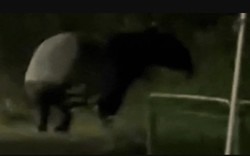 "Quái thú" có bước đi 'vang như tiếng vó ngựa' xuất hiện giữa phố, chuyên gia hé lộ: Chỉ còn 2.500 cá thể