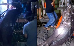 Ngư dân bắt được cá mú khổng lồ nặng hơn 100kg trên biển