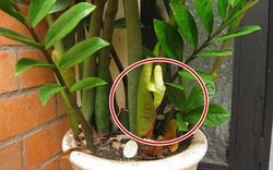 5 niềm vui, 4 nỗi lo khi trồng kim tiền trong nhà