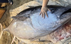 Ngư dân bắt được con cá ngừ khổng lồ dài 2,37 mét, nặng 280kg