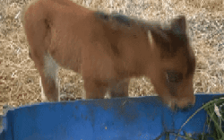 Lộ diện “bé ngựa lùn Cacao” ở Thảo Cẩm Viên Sài Gòn