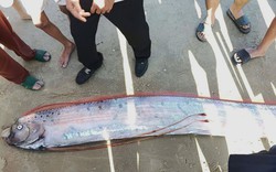 Cá hố rồng dài gần 4m trôi dạt vào bờ biển Lâm Đồng