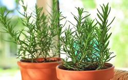 3 loại cây nên trồng trong nhà, đuổi muỗi hiệu quả, thơm phòng