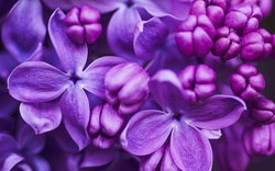 10 loài hoa thơm say mũi: Mùi hương độc nhất thế giới, đến thợ điều chế nước hoa cũng không thể bắt chước