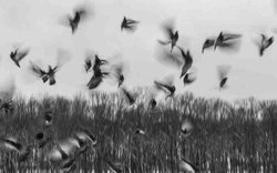 Ngôi làng bị nguyền rủa: Cứ mùa thu đến là chim kéo về tự sát hàng loạt