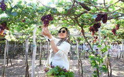 Tận thấy nơi 'gây bão' ở thủ phủ nho Ninh Thuận