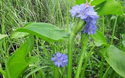 Cây rau mọc dại từng là thức ăn cho lợn, nay lên hàng "đặc sản", thậm chí giúp nông dân đổi đời