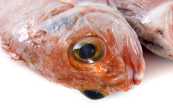 2 loại cá chứa nhiều thủy ngân, loại số 1 dù thích đến mấy cũng "giữ mồm giữ miệng"