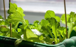 3 loại cây rất hợp với người U50: Biết trồng thì thể chất và tinh thần tốt lên trông thấy