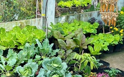 Ngỡ ngàng nam công nhân biến khoảng sân trọ 3m2 thành vườn rau quả "lúc lỉu"