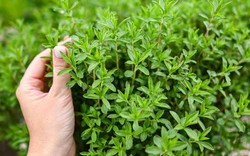 8 loại cây muỗi rất "sợ"