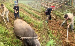 Clip khách Tây 'xuyên không đi cày theo trâu' ở Lào Cai khiến dân mạng cười bò