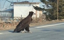 Người phụ nữ bắt gặp con chim khổng lồ cao gần 1 mét băng qua đường