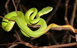 3 cây dụ rắn vào nhà, 2 cây rắn sợ khiếp vía