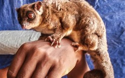 Sinh vật "tuyệt chủng 6.000 năm" tái xuất ở Đông Nam Á