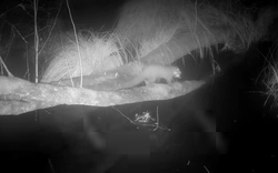 Loài vật ăn thịt cực hiếm gặp tưởng tuyệt chủng bất ngờ tái xuất