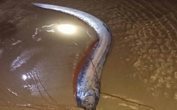 Hiện tượng hiếm: 4 con cá mái chèo dạt vào bờ biển tỉnh Lâm Đồng trong vài ngày