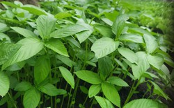 Việt Nam có loại rau người Nhật ví là "nhân sâm xanh": Giảm mỡ máu, bổ tim nhưng nhiều người chê không ăn