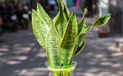 4 cây được mệnh danh là “vua sống sót”, nắng mưa thất thường vẫn chẳng hề hấn, trồng là xanh tốt quanh năm