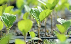 7 loại rau nên trồng ngay bây giờ