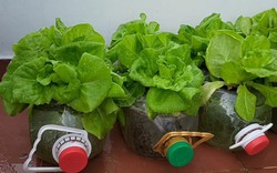 3 loại rau “quốc dân” trồng tại nhà không cần đất