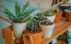 5 loại cây chớ nên trồng trong nhà