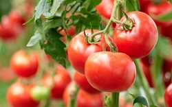 Cà chua có thật sự là “thủ phạm” làm tăng creatinine? Muốn thận khỏe, hãy bổ sung ngay 5 thực phẩm này