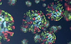 Biến thể COVID-19 BA.3.2 lây lan nhanh tại Mỹ