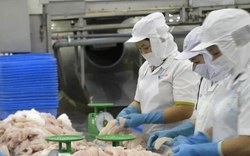 Nhà hàng sushi trong nhóm ‘khó tính’ nhất thế giới dùng cá tra Việt Nam