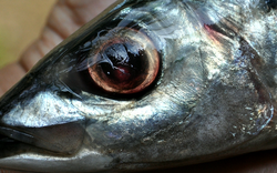 Chuyên gia Mỹ khen loại cá "tốt nhất thế giới", hóa ra ở Việt Nam hễ ra chợ là thấy