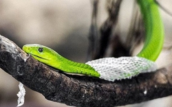 5 dấu hiệu có rắn trong nhà, số 1 gây "lạnh sống lưng"